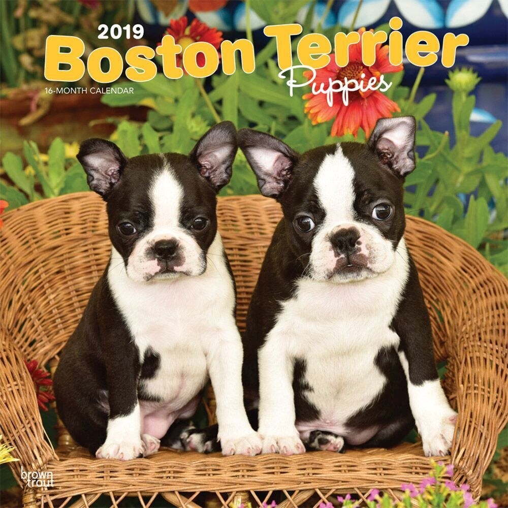 Shop Boston Terrier Puppies Wall Calendar Boston Terrier By