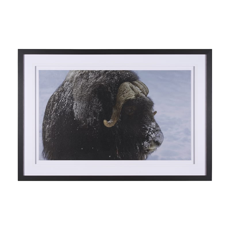 Muskox