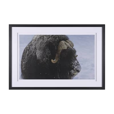 Muskox
