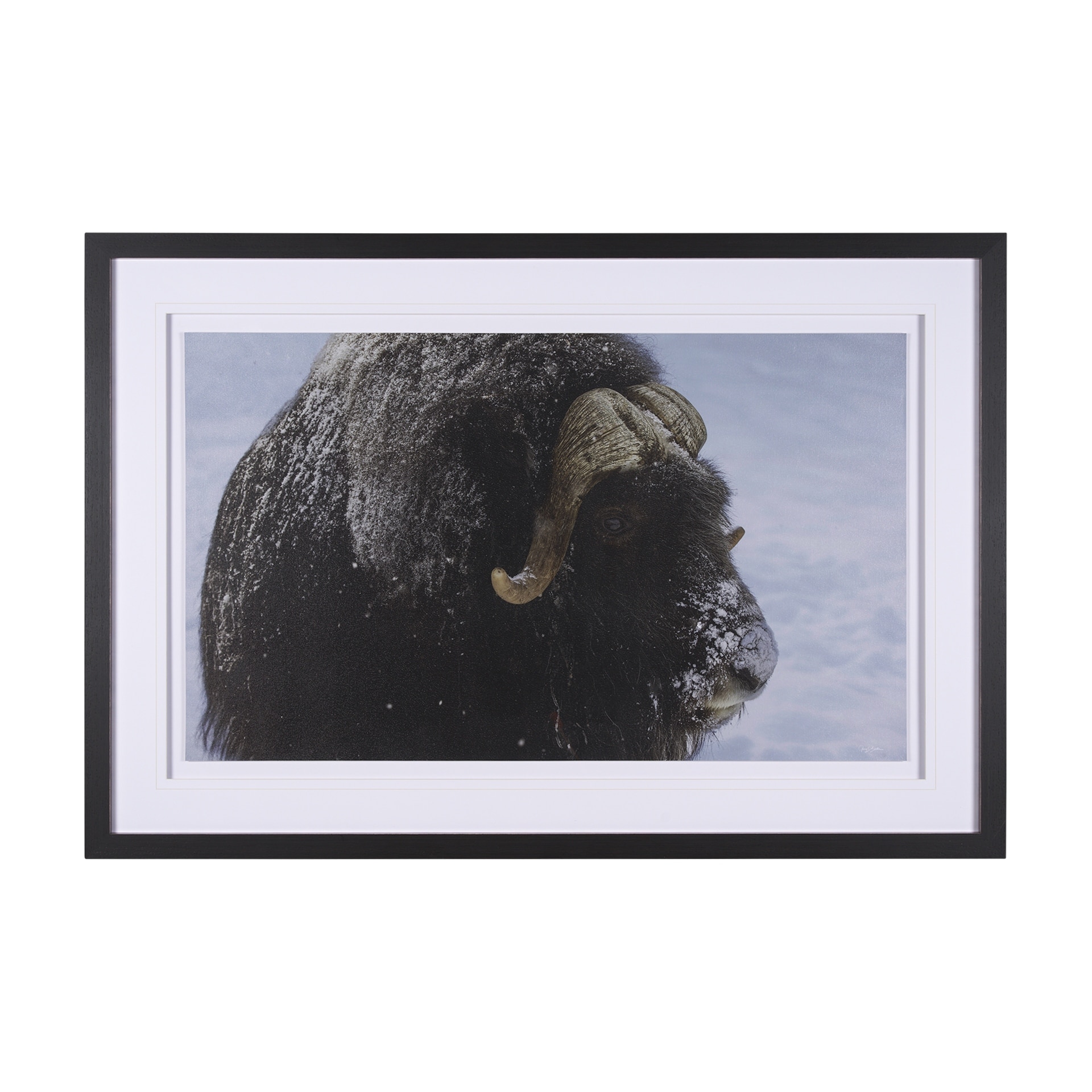 Mercana Muskox by Gary Blatter a Hand Embellished Textured Framed Photo Art Print Matted under Glass