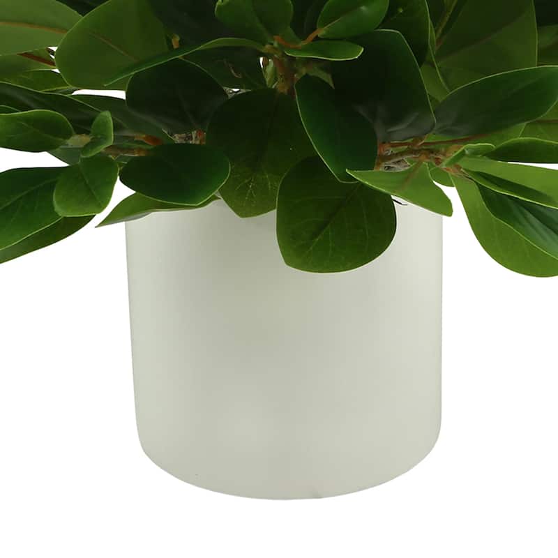 Peperomia Bush in Fiberstone Pot