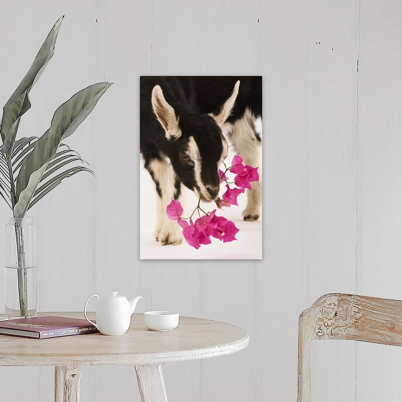 "Domesticated British Alpine goat (kid)." Canvas Wall Art - 16 x 24