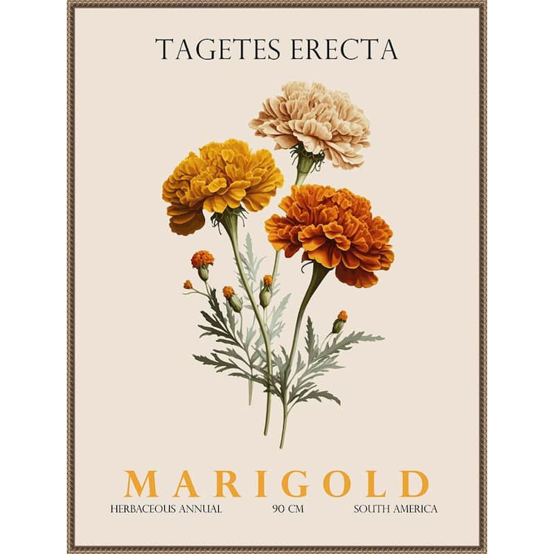Vintage Botanical Marigold Illustration by Christopher Giampietro Framed Canvas Wall Art Print