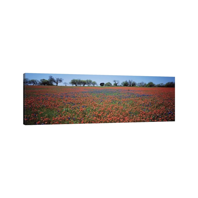 iCanvas "Indian Paintbrush & Bluebonnets, Texas" by Panoramic Images Canvas Print