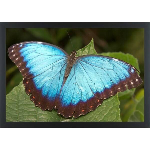 Shop Easy Art Prints William Sutton S Blue Morpho Butterfly