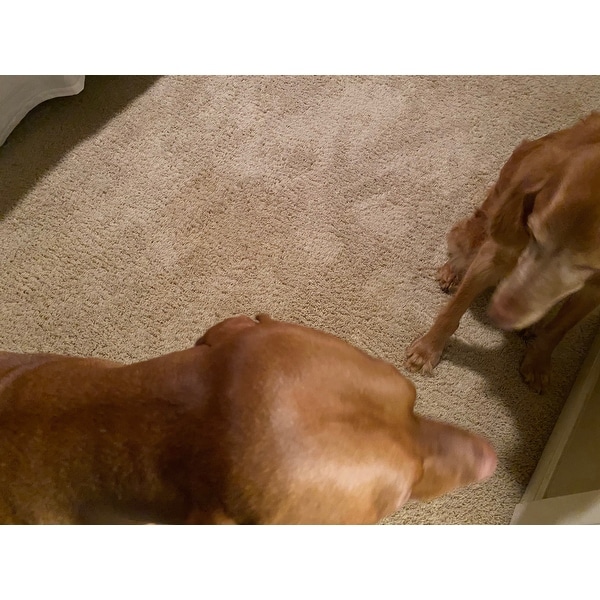 what kind of dog is in the bissell commercial