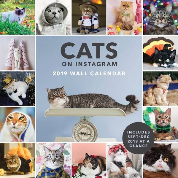 Shop 2019 Cats On Instagram 2019 Wall Calendar Funny Cats By