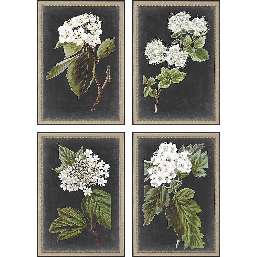 Dramatic White Flower S/4 Framed Art Giclee Under Glass