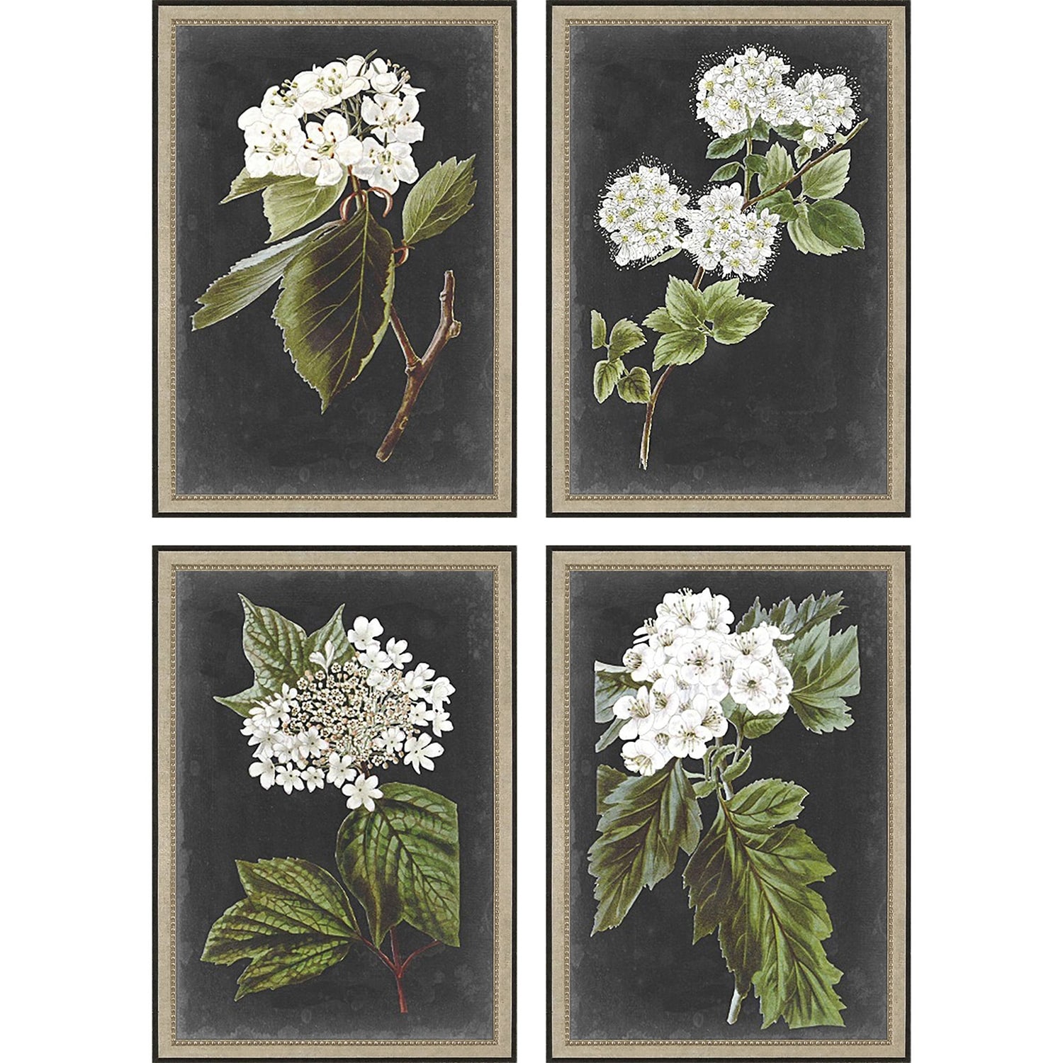 Dramatic White Flower S/4 Framed Art Giclee Under Glass