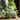RusticReach Artificial Devil's Ivy Plant in White Pot - Green
