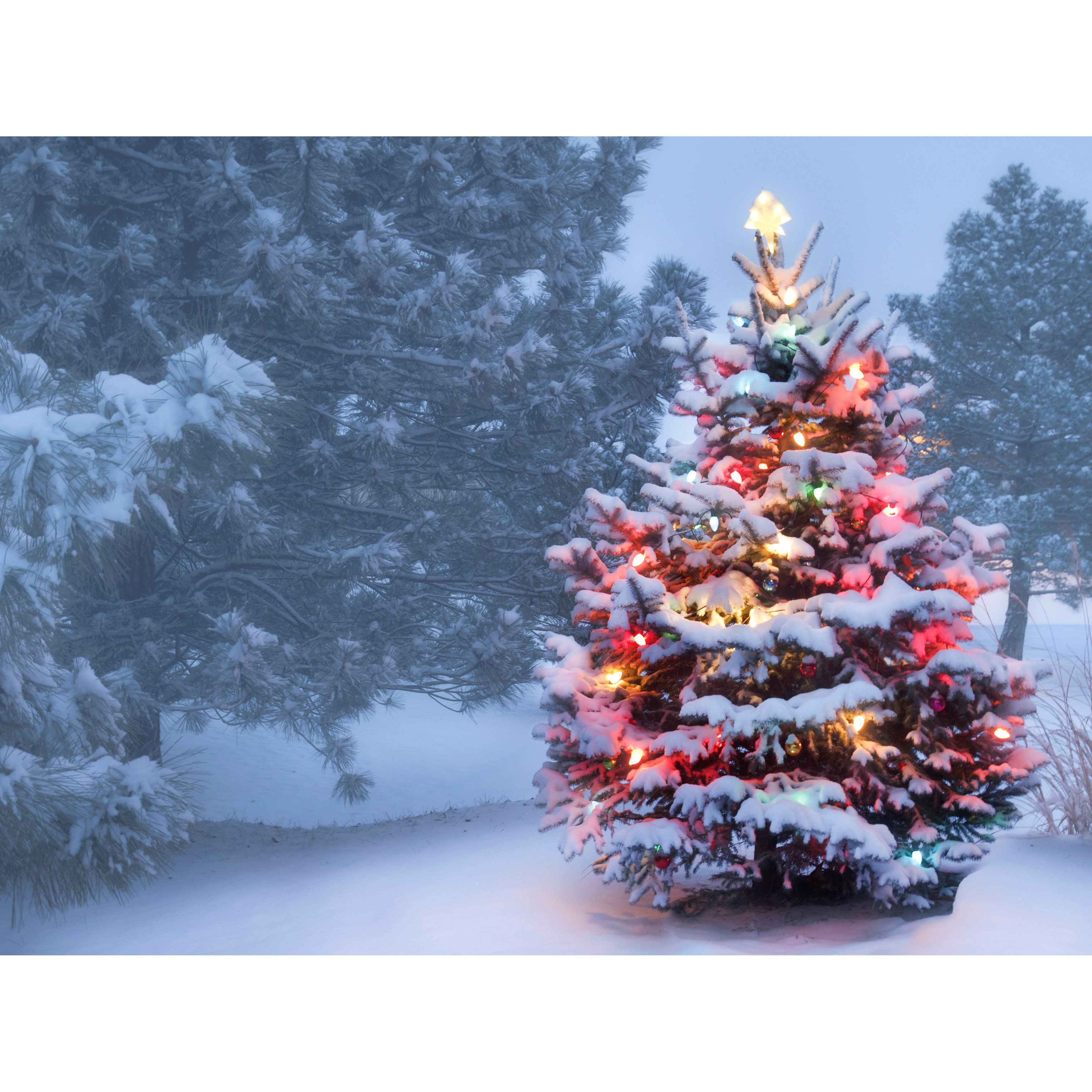 Christmas in The Woods Holiday Canvas Art - On Sale ...