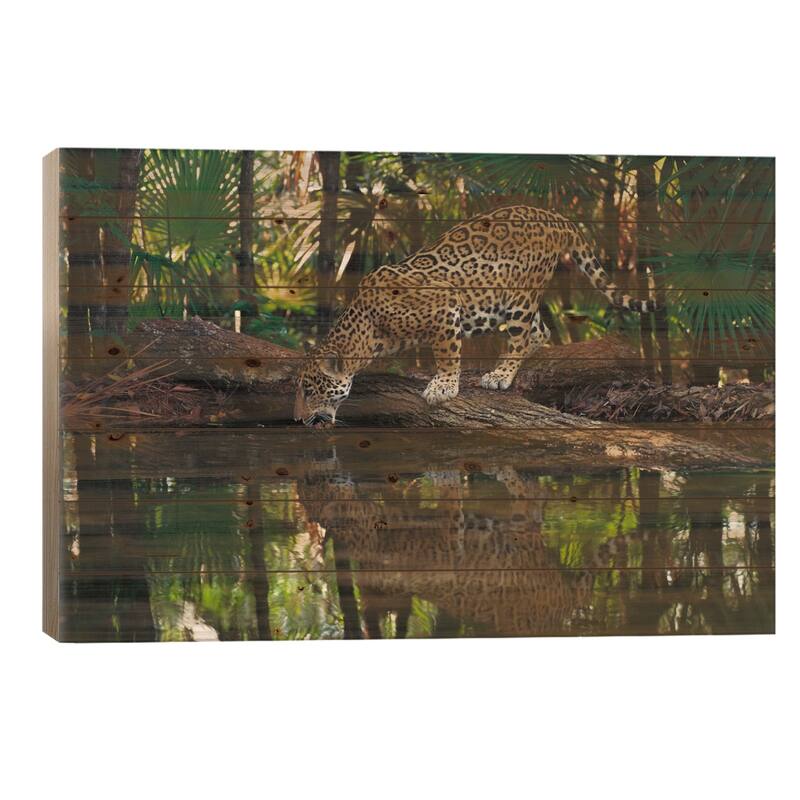 Jaguar Drinking, Belize Zoo, Belize Print On Wood by Gerry Ellis - Multi-Color - 18x26x1.5