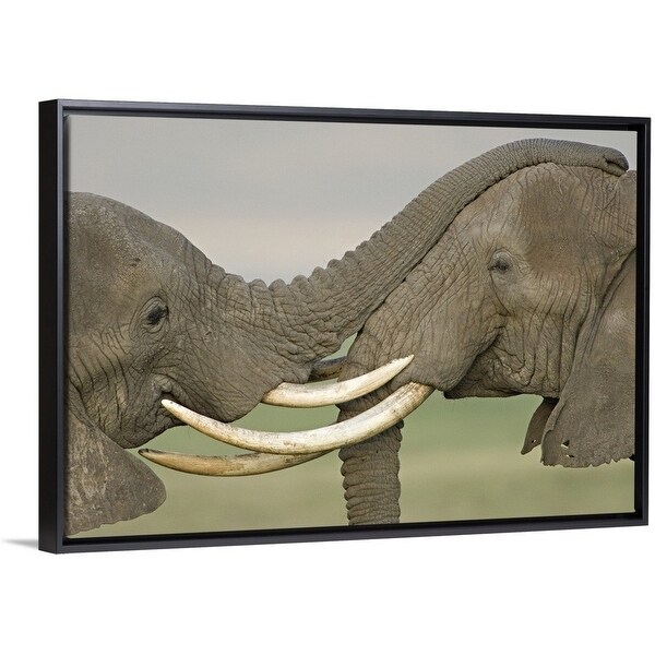 Shop Two African Elephants Fighting In A Field Ngorongoro