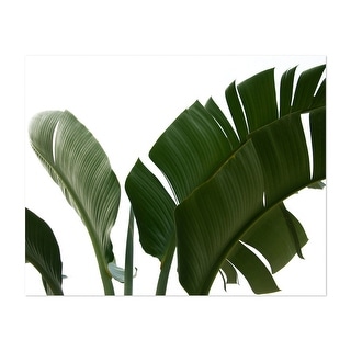 Palm Leaves Black and White 01 Photography Banana Art Print/Poster ...