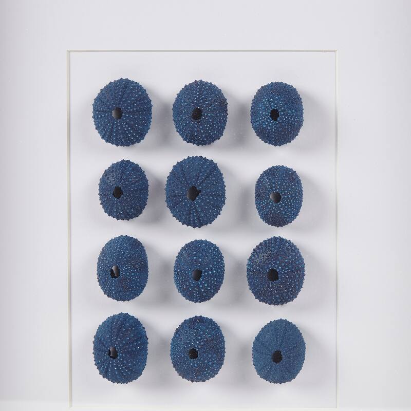 INK+IVY Indigo Shells Framed Sea Urchin Shadow Box Wall Decor