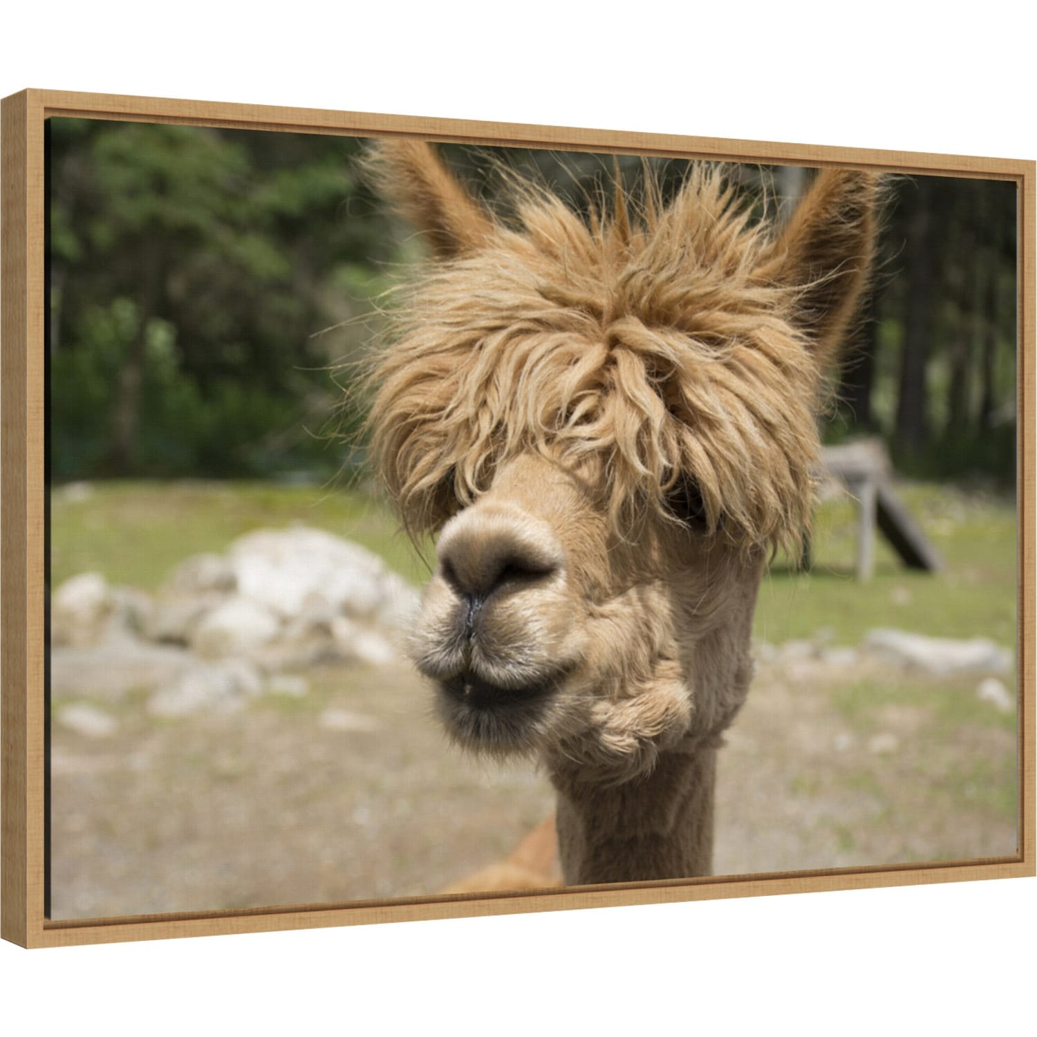 Andrew-the-apaca-by-Cindy-