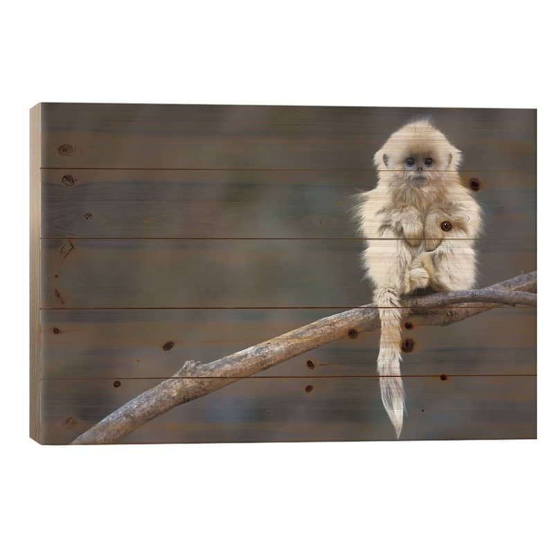 Golden Snub-Nosed Monkey Juvenile, Qinling Mountains, China Print On Wood by Cyril Ruoso - Multi-Color - 18x26x1.5