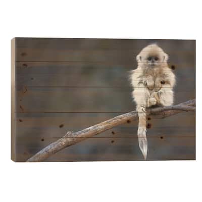 Golden Snub-Nosed Monkey Juvenile, Qinling Mountains, China Print On Wood by Cyril Ruoso - Multi-Color