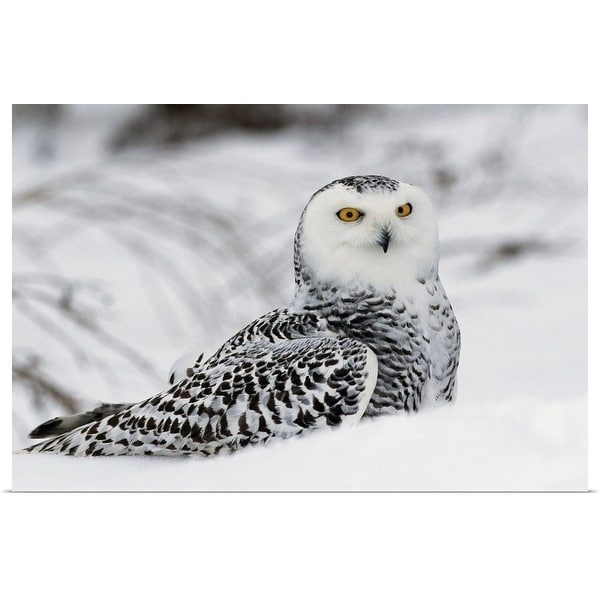 "Snowy owl in snow, Michigan" Poster Print
