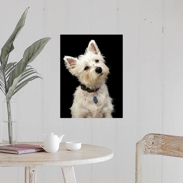 Westie West Highland Terrier With Collar Poster Print Overstock 16471176 Er ist nicht nur ein bekanntes gesicht der futtermarke cesar, sondern auch ein beliebter familienhund. usd