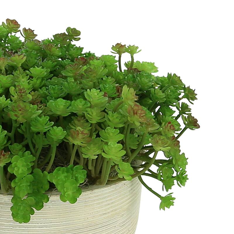 Cactus in Round Wood Bowl - Green