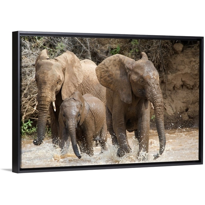Shop African Elephants Loxodonta Africana Playing With Water Samburu National P Black Float Frame Canvas Art Overstock 25505687