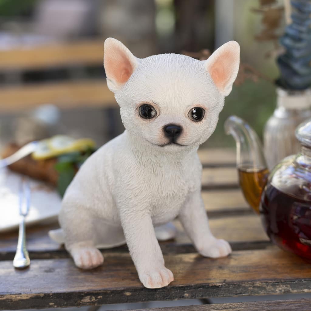 SoReal White Chihuahua