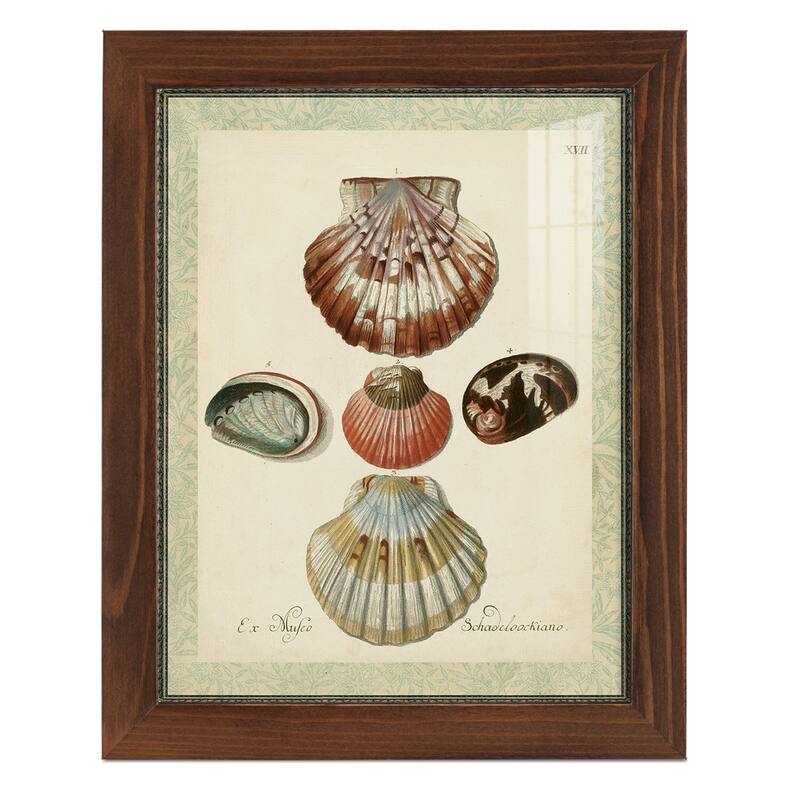 Bookplate Shells III -Framed Print w/glass-Cherry Red