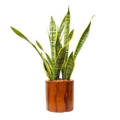 DTY Signature Dark Wood Plastic Self-watering Planter Pot