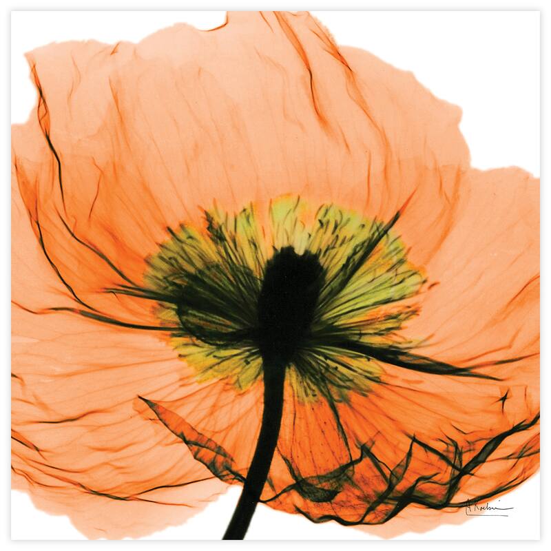 "Poppy Orange" Frameless Free Floating Tempered Glass Panel Graphic Wall Art