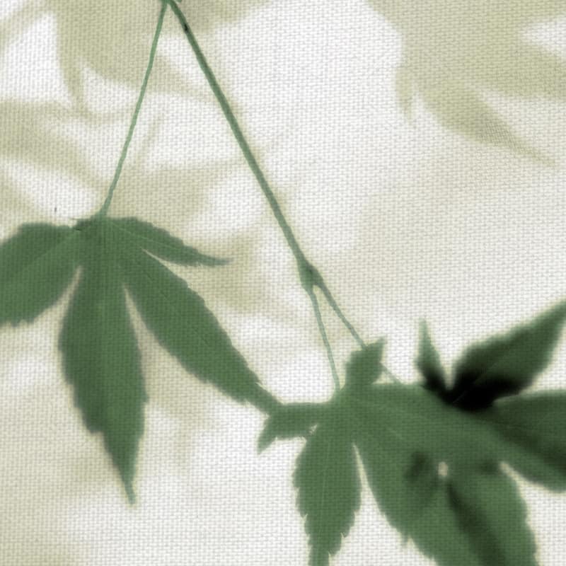 Japanese Maple #2 by Alan Blaustein Canvas Art Print