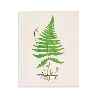 Stupell Curled Budding Fern Sprigs Wall Plaque Art Design By Phillipa Katz