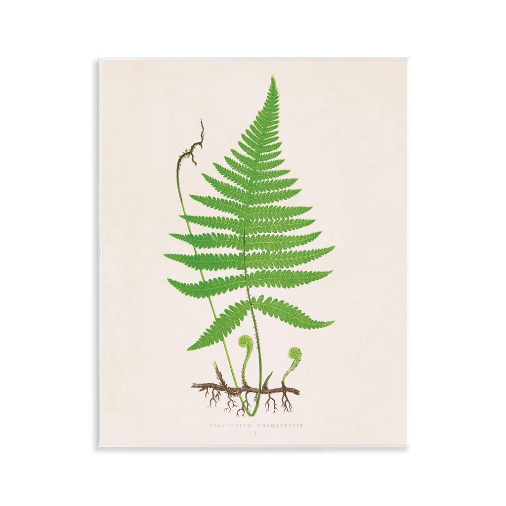 Stupell Curled Budding Fern Sprigs Wall Plaque Art Design By Phillipa Katz