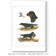 preview thumbnail 2 of 8, Gordon Setter -Premium Gallery Wrapped Canvas