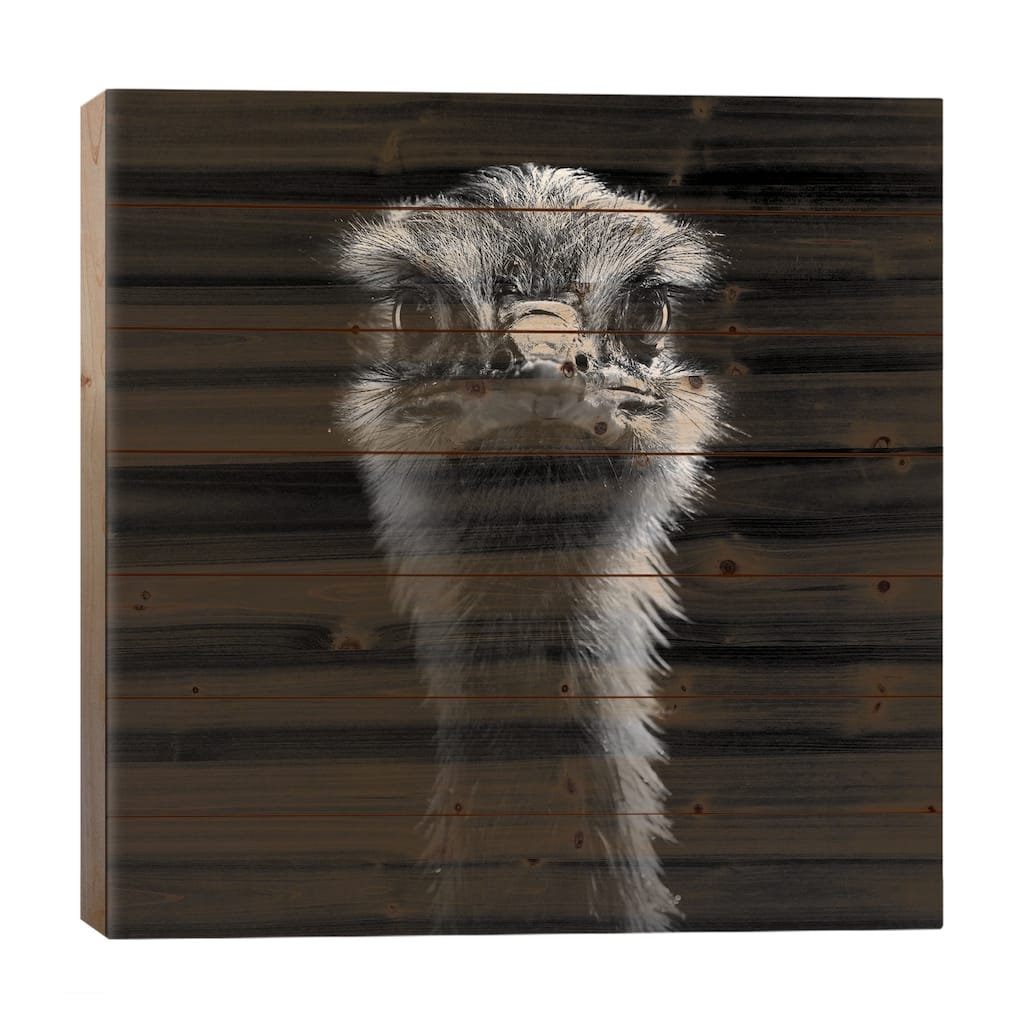 Ostrich In Black & White Print On Wood by Lukas Holas - Multi-Color