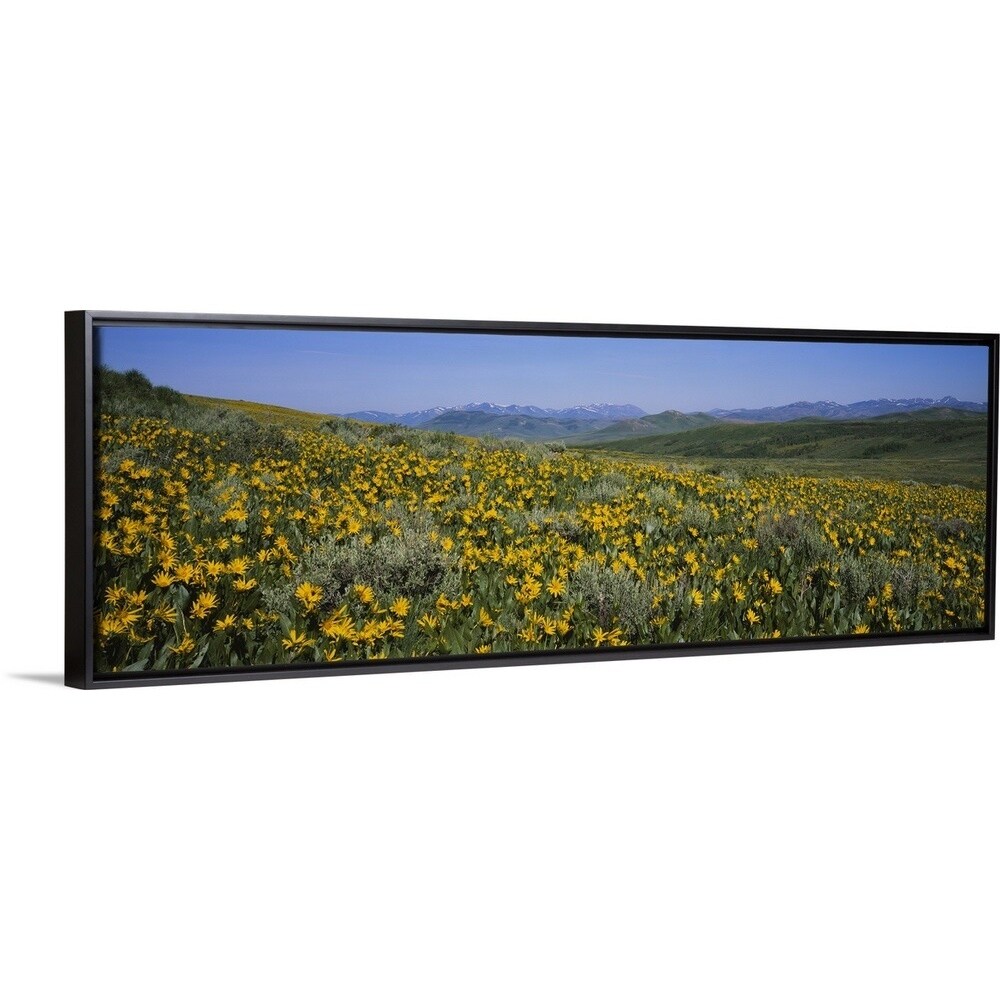 Shop Flowers In A Field Humboldt Toiyabe National Forest Nevada Black Float Frame Canvas Art Overstock 25527169