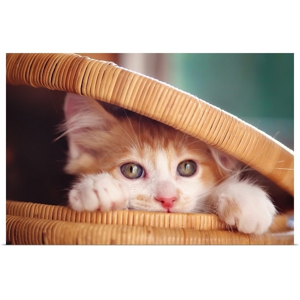 "Orange and white kitten in basket." Poster Print