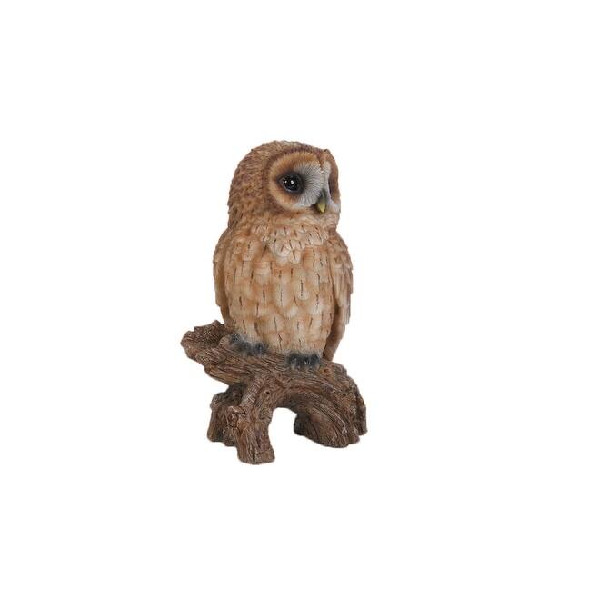 Small Tawny Owl On Stump