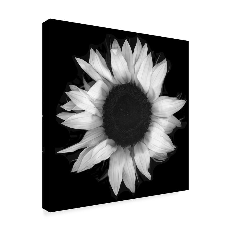Susan S. Barmon 'Sunflower 1 Black And White' Canvas Art