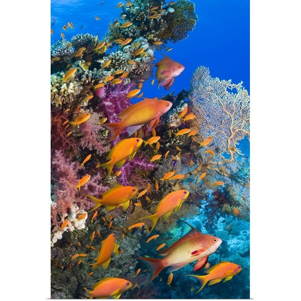 "Goldies on coral reef" Poster Print