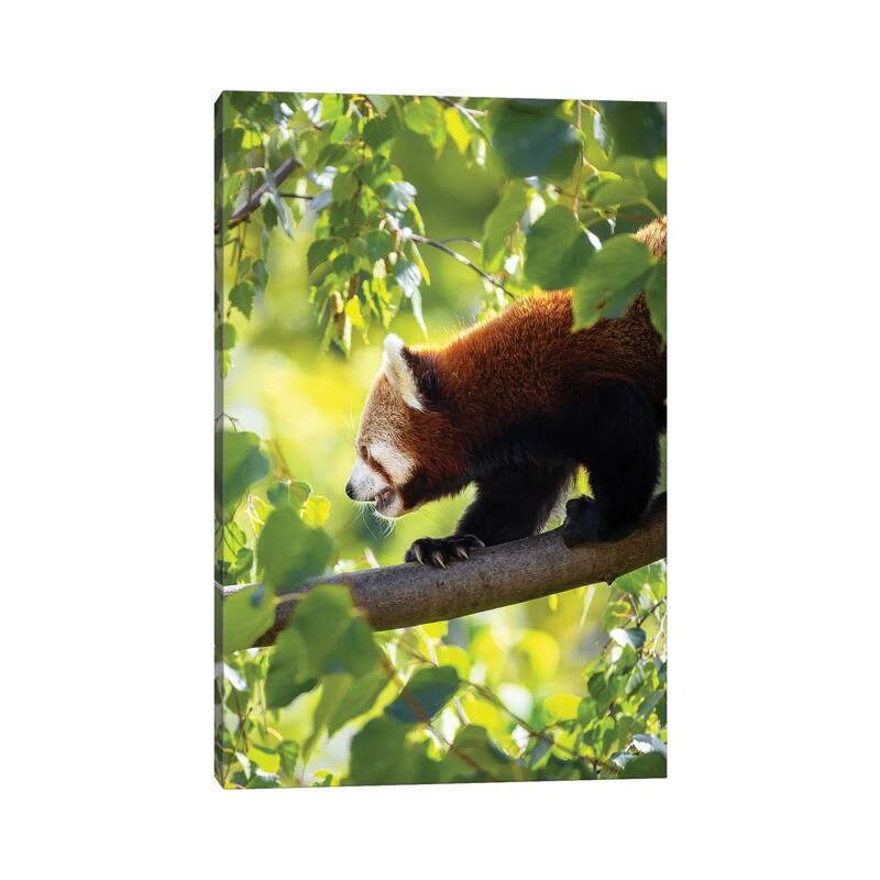 iCanvas "Red Panda Walking Along A Tree Branch" by Jane Rix Canvas Print