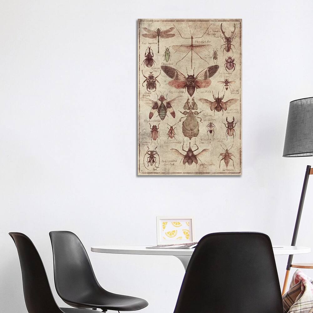 iCanvas "Vintage Insects" by Mike Koubou Canvas Print