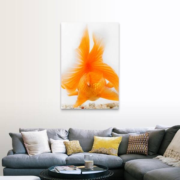 Shop Orange Lionhead Goldfish Carassius Auratus Hooded Variety