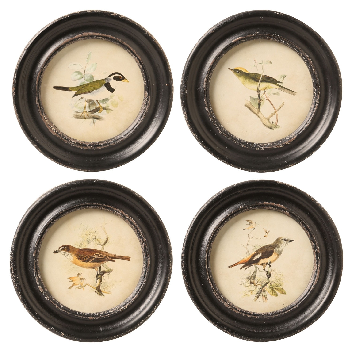 Creative Co Op Framed Bird Prints Set Vintage Look Retro Bird Wall Art Pictures In Distressed Round Frames Beige 9 5 In Overstock 28728211