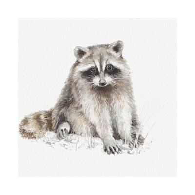 Forest Friends X (Racoon) (41 x 41) Canvas Art Print