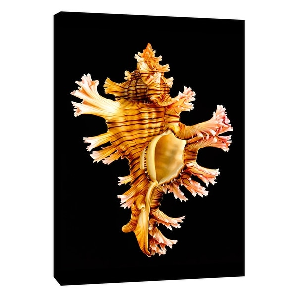 PTM Images 9-105496 PTM Canvas Collection 10" x 8" - "Rose Branch Murex" Giclee Shells Art Print on Canvas