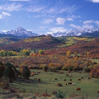 Cattle Grazing San Juan National Forest Co Poster Print (9 X 27 ...