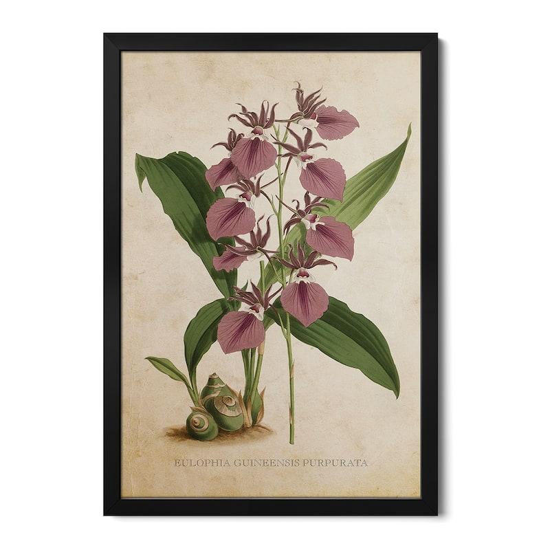 Vintage Orchid - Eulophia Guineensis Purpurata Flower Premium Framed Poster by Aged Pixel - Black - 32x24x1