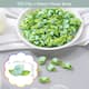 Option Light Green