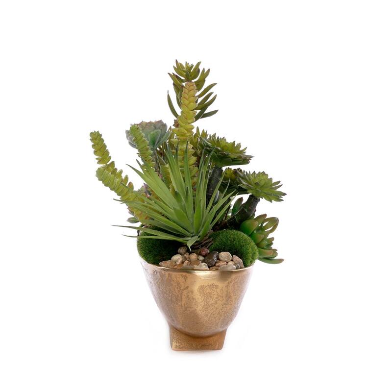 Succulent Arrangement and Sheet Moss in Anti Gold Oval Bowl - Green